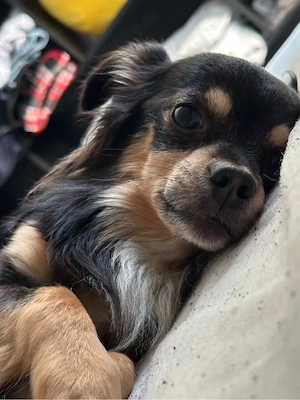 7 jahre alter chihuahua Bild 2
