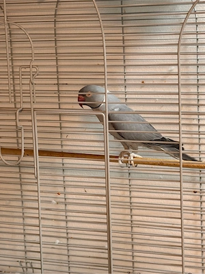 halsbandsittiche Bild 4