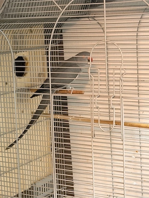 halsbandsittiche Bild 3