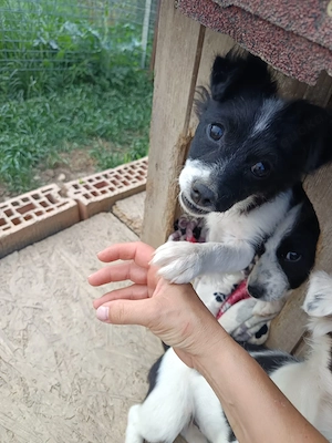 Molly - bezauberndes Hundemädchen sucht ein Zuhause 