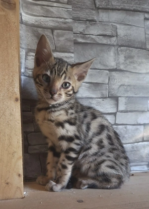 Bengal Kitten