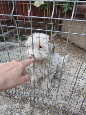 Süßer Billy(8 Mon, 30 cm, 8 kg) sucht liebevolles Zuhause 