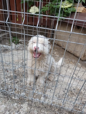 Süßer Billy(8 Mon, 30 cm, 8 kg) sucht liebevolles Zuhause  Bild 6