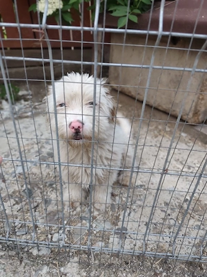 Süßer Billy(8 Mon, 30 cm, 8 kg) sucht liebevolles Zuhause  Bild 2