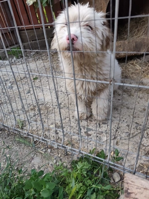 Süßer Billy(8 Mon, 30 cm, 8 kg) sucht liebevolles Zuhause  Bild 5