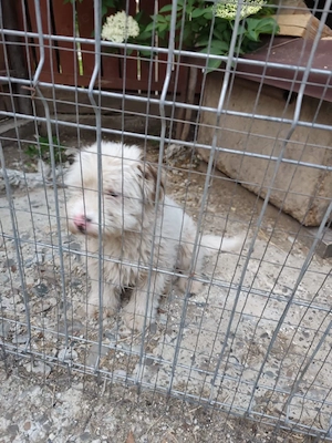 Süßer Billy(8 Mon, 30 cm, 8 kg) sucht liebevolles Zuhause  Bild 7