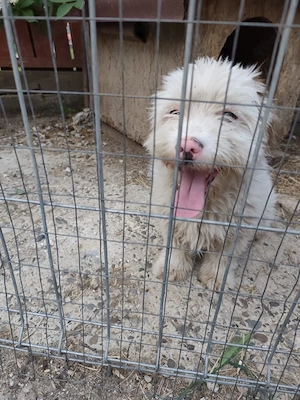 Süßer Billy(8 Mon, 30 cm, 8 kg) sucht liebevolles Zuhause  Bild 3