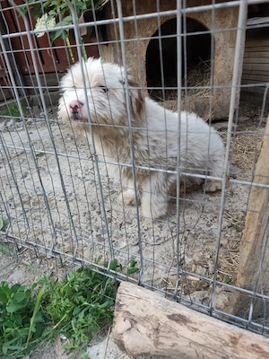Süßer Billy(8 Mon, 30 cm, 8 kg) sucht liebevolles Zuhause  Bild 8