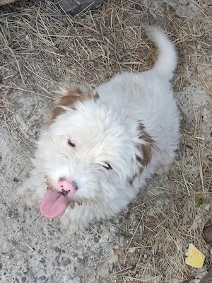 Süßer Billy(8 Mon, 30 cm, 8 kg) sucht liebevolles Zuhause  Bild 9