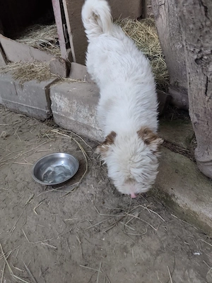 Süßer Billy(8 Mon, 30 cm, 8 kg) sucht liebevolles Zuhause  Bild 4