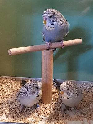 Wellensittiche Halbstandard-Budgies 