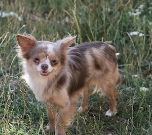 kleiner Chihuahua Rüde lilac merle 