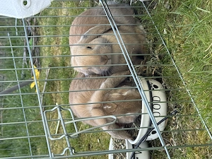 Zwei liebe Kaninchen