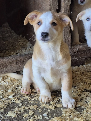 Nala und ihre Geschwister suchen ein Zuhause 