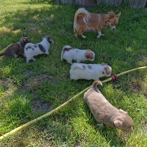 Chihuahua Welpen 4 Mädchen 