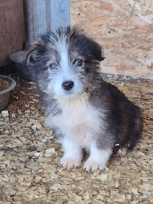 Flo und seine Geschwister suchen ein Zuhause 