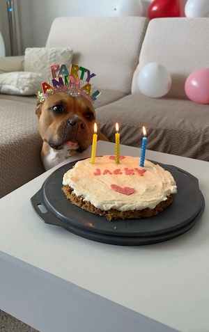 Verspielte Pitbull Hündin 