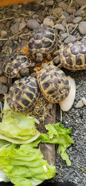 3 kleine griechische Landschildkröten von 2025 Bild 2