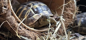 3 kleine griechische Landschildkröten von 2025