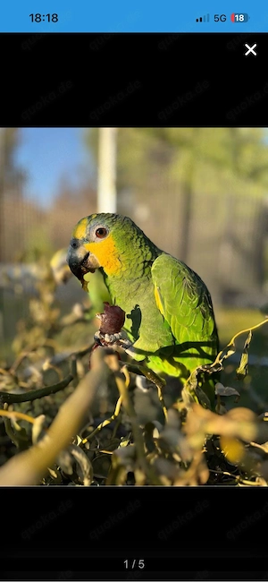 Amazonen Pärchen suchen neues zuhause 