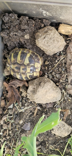 3 kleine griechische Landschildkröten von 2025 Bild 3