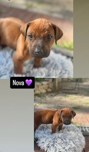 9 Rhodesian Ridgeback Welpen 