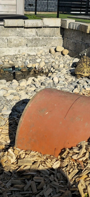 3 kleine griechische Landschildkröten von 2025 Bild 4