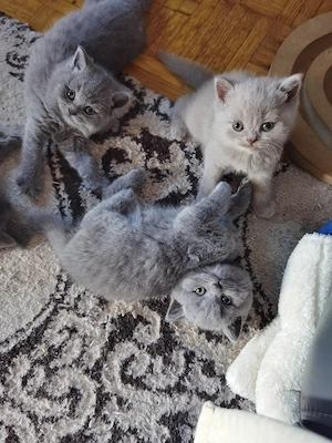 Britische Kitten BKH