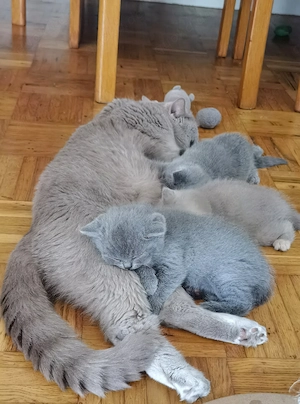 Britische Kitten BKH Bild 3