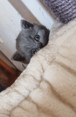 Britische Kitten BKH Bild 5