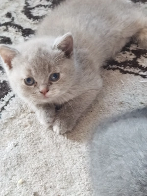 Britische Kitten BKH Bild 4