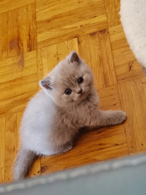 Britische Kitten BKH Bild 6