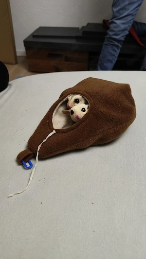 Sugar glider  2 männlich 