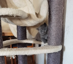 Britische Kitten BKH Bild 7