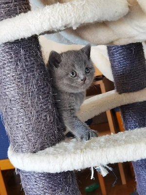 Britische Kitten BKH Bild 8