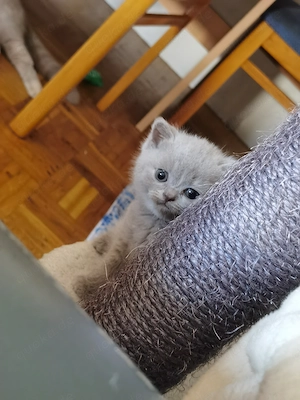 Britische Kitten BKH Bild 9
