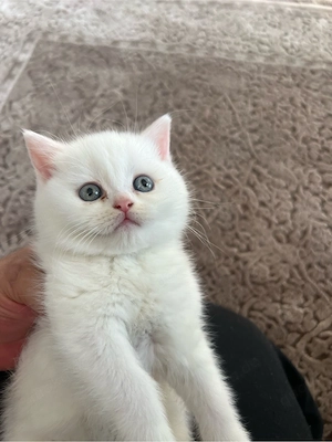 Britisch kurtzhaar Kitten