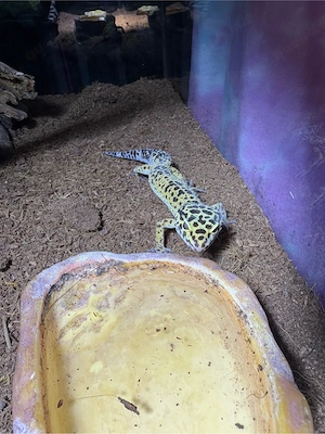Leopardengecko
