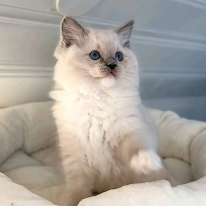 Ragdoll Kätzchen
