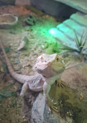 Bartargame mit vollständigen Terrarium 