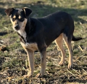 Kleine Greta sucht ihre Herzensmenschen, treue einfache Seele Bild 4