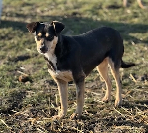 Kleine Greta sucht ihre Herzensmenschen, treue einfache Seele Bild 2