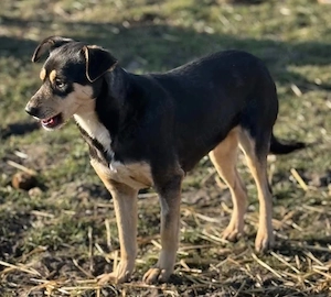 Kleine Greta sucht ihre Herzensmenschen, treue einfache Seele Bild 3