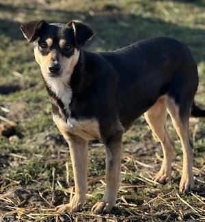 Kleine Greta sucht ihre Herzensmenschen, treue einfache Seele