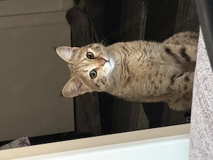 Savannah Katze sucht erfahrenes Zuhause