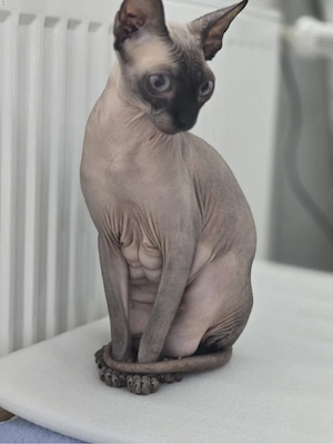 Verkaufe unsere Nacktkatze Sphynx