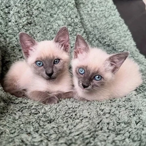 Katzenbaby, Kitten. Kätzchen, Abgabebereit Bild 2