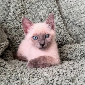 Katzenbaby, Kitten. Kätzchen, Abgabebereit Bild 3
