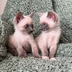 Katzenbaby, Kitten. Kätzchen, Abgabebereit Bild 4
