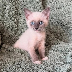 Katzenbaby, Kitten. Kätzchen, Abgabebereit Bild 5